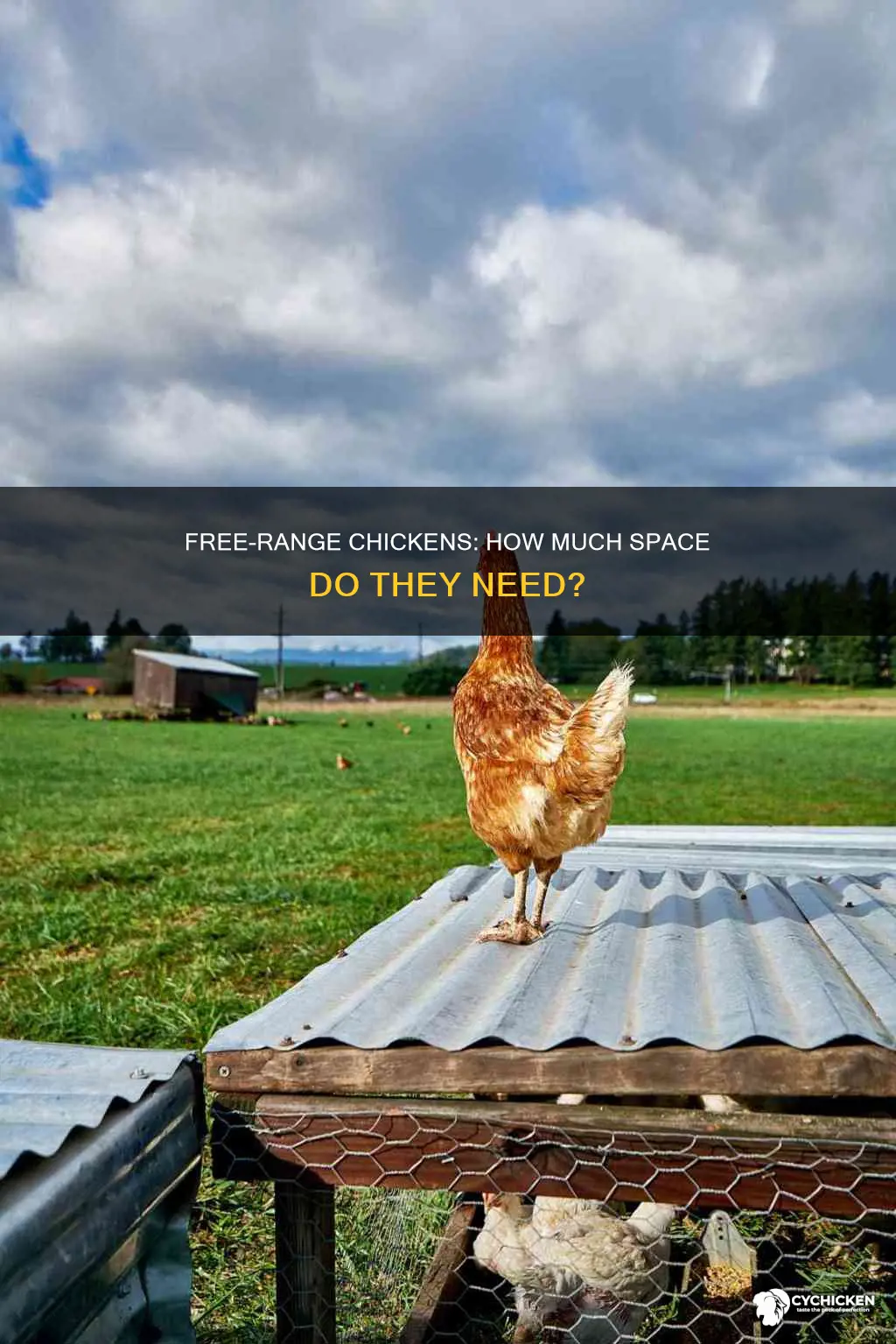 how many acres per chicken for free range chickens