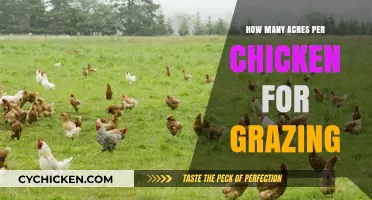 Optimal Grazing Space: How Many Acres Per Chicken for Healthy Flocks