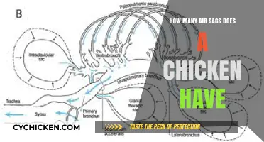 Exploring the Respiratory System: How Many Air Sacs Do Chickens Have?