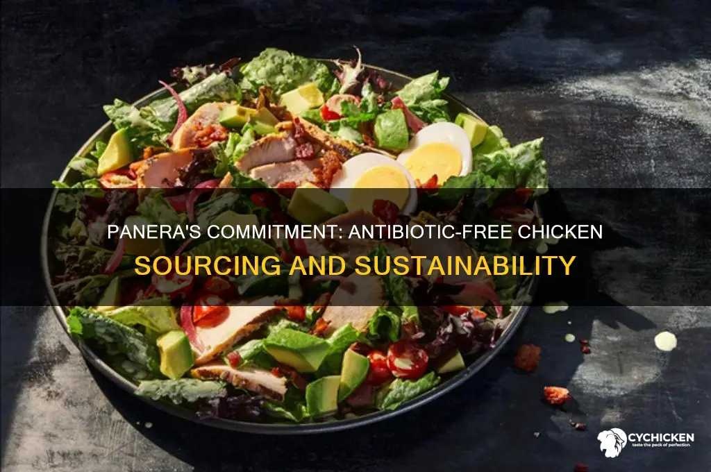 how many antibiotic free chicken panera buys