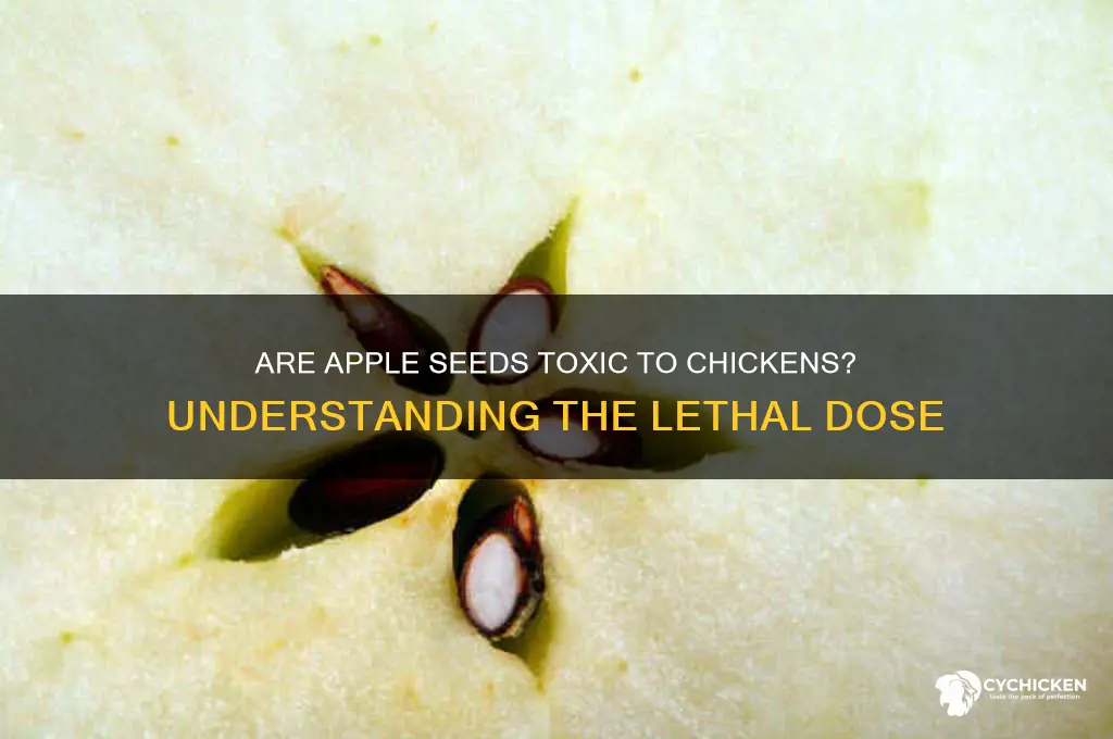 how many apple seeds to kill a chicken