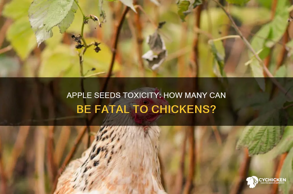 how many apple seeds will kill a chicken