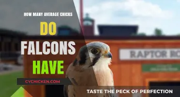 Average Falcon Clutch Size: How Many Chicks Do Falcons Typically Have?