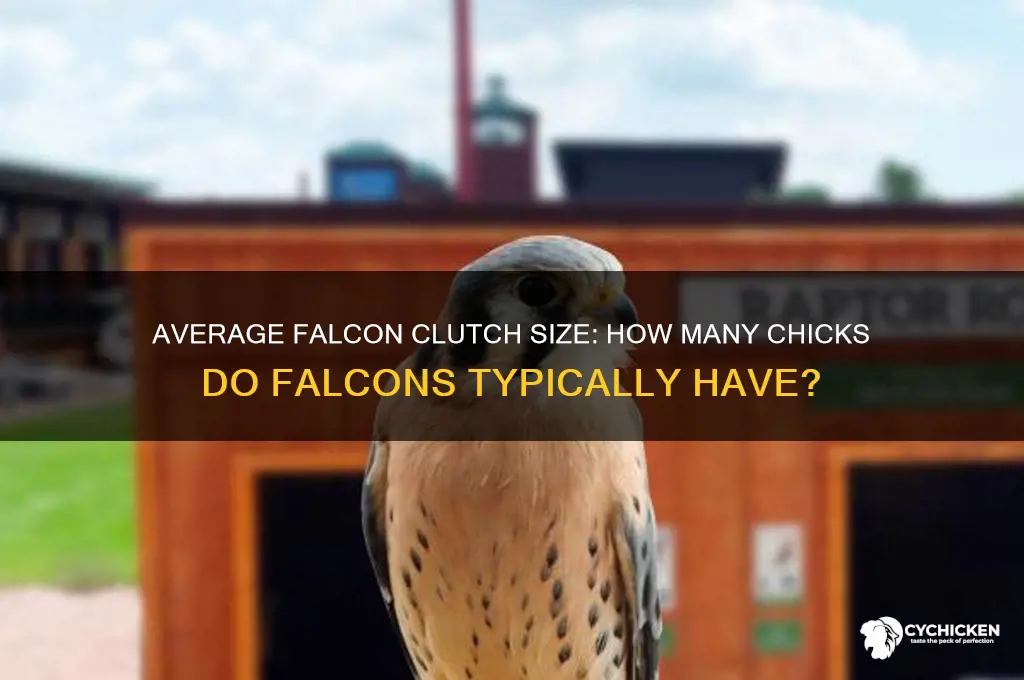 how many average chicks do falcons have
