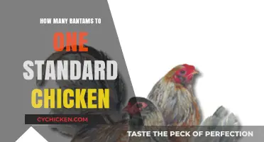 Bantam to Standard Chicken Ratio: Understanding Size Differences