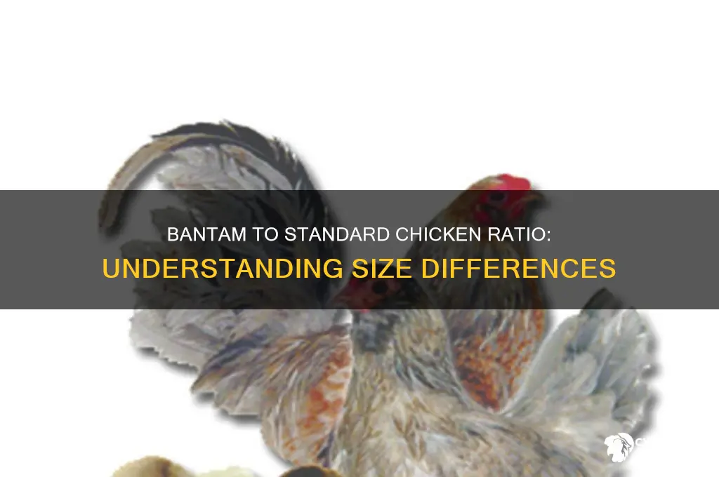 how many bantams to one standard chicken
