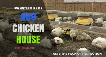 Chicken House Capacity: How Many Birds Fit Comfortably?