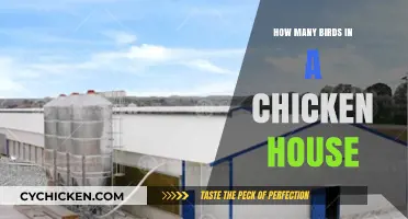 Understanding Chicken House Capacity: How Many Birds Can It Hold?