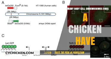 Chicken Cell Chromosome Count: The Surprising Truth