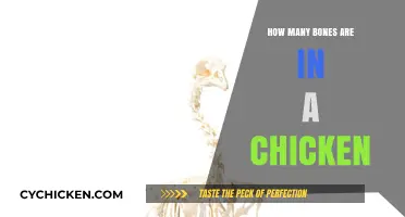 Unveiling the Surprising Number of Bones in a Chicken's Skeleton