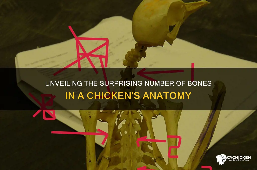 how many bones are on a chicken