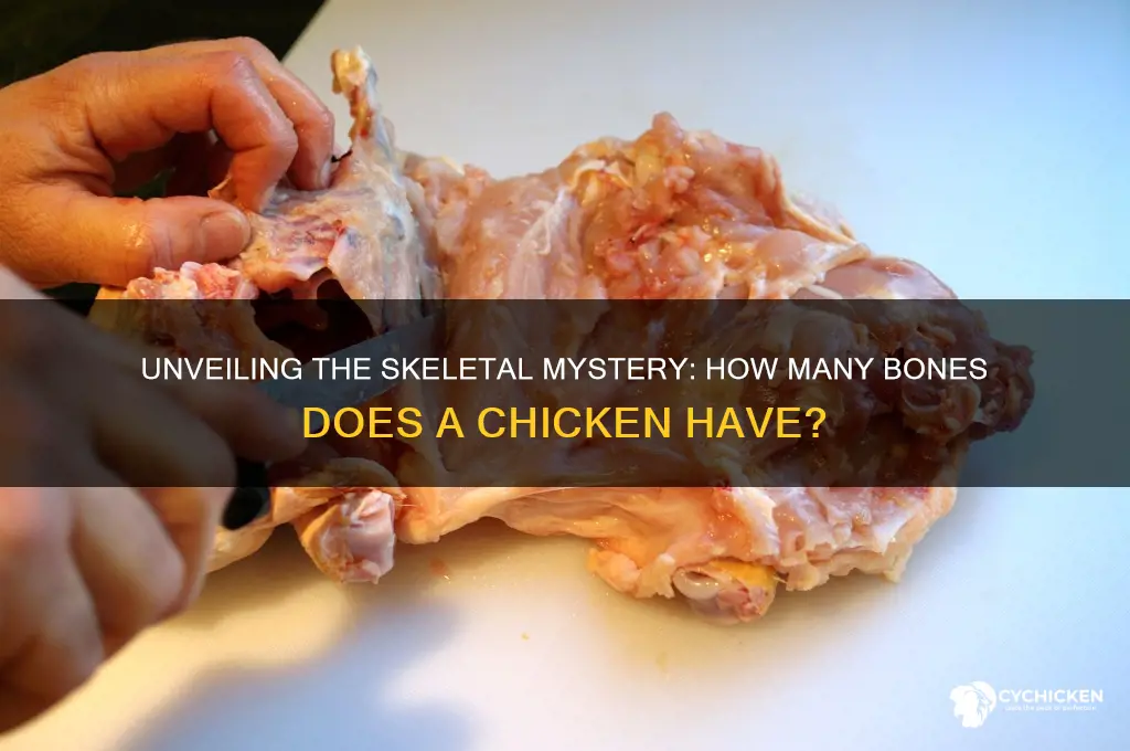 how many bones are there in a chicken