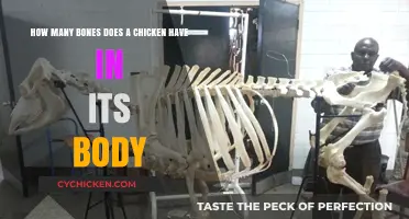 Chicken Anatomy: Bone Count and Body Structure