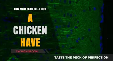 Unveiling the Surprising Truth About Chickens' Brain Cell Count