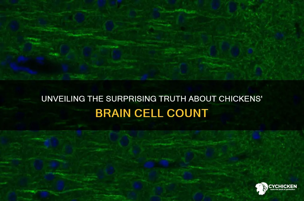 how many brain cells does a chicken have