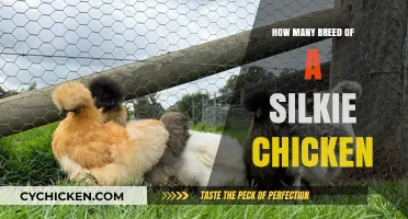 Exploring the Unique Varieties of Silkie Chicken Breeds