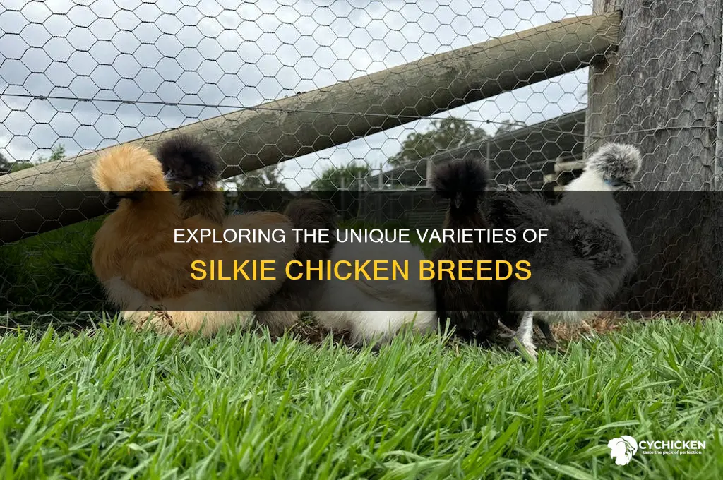 how many breed of a silkie chicken