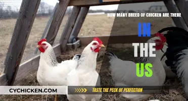 Chicken Breeds in the US: A Diverse Flock