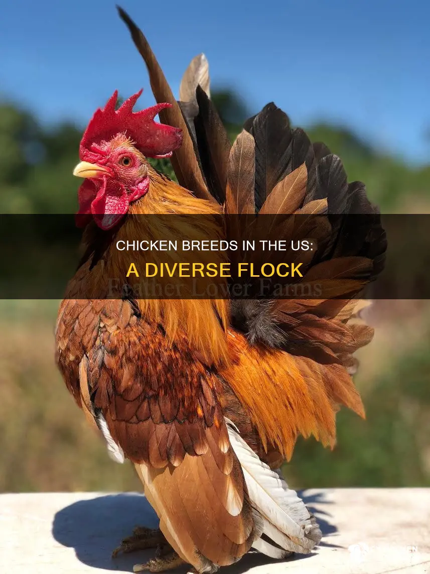 how many breed of chicken are there in the us