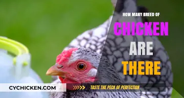 Exploring the Diverse World of Chicken Breeds: A Comprehensive Guide