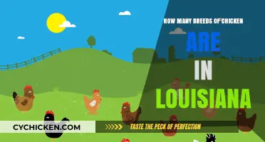 Discovering Louisiana's Diverse Chicken Breeds: A Comprehensive Guide