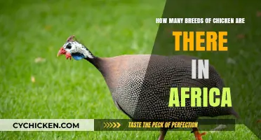 Chicken Breeds of Africa: A Diverse and Rich Heritage