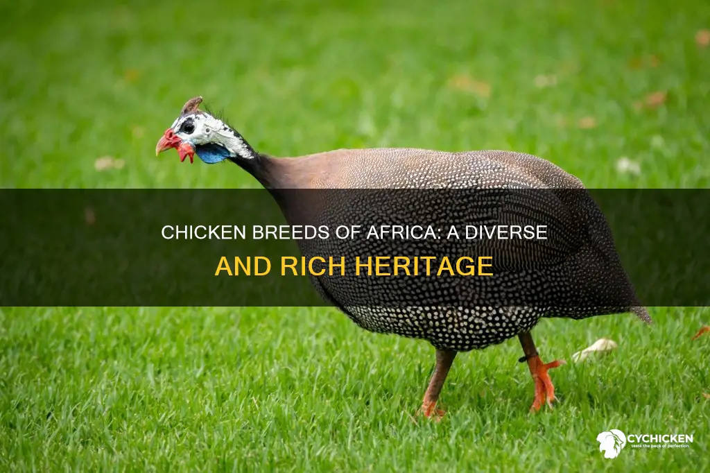 how many breeds of chicken are there in africa