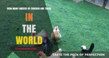 Chicken Breeds: A Global Variety Showcase