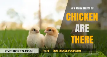 Exploring the Diverse World of Chicken Breeds: A Comprehensive Guide
