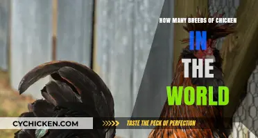 Exploring the Diverse World of Chicken Breeds Globally