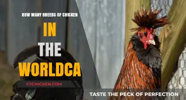 Exploring the Diverse World of Chicken Breeds Globally