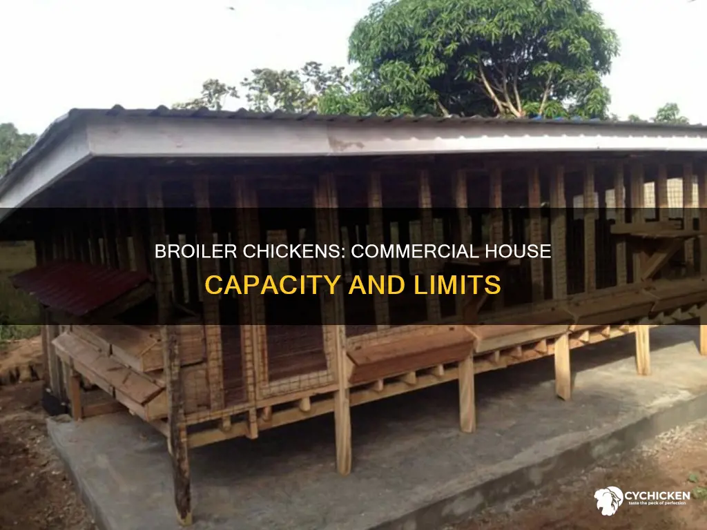 how many broiler chicks will a commercial chicken house have