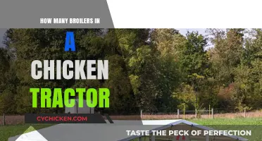 Maximizing Broiler Capacity in Your Chicken Tractor: A Practical Guide