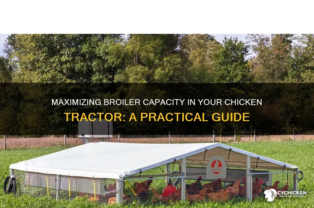 how many broilers in a chicken tractor