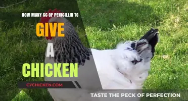 Administering Penicillin to Chickens: CC Dosage Guide