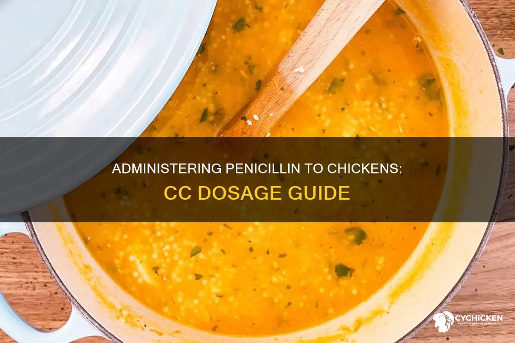 how many cc of penicillin to give a chicken