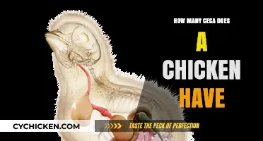 Understanding the Unique Anatomy: How Many Ceca Does a Chicken Have?