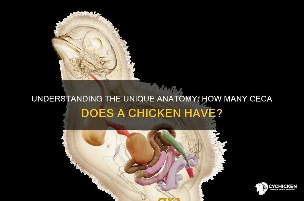 how many ceca does a chicken have
