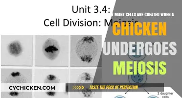 Meiosis in Chickens: Creating Multiple Cells