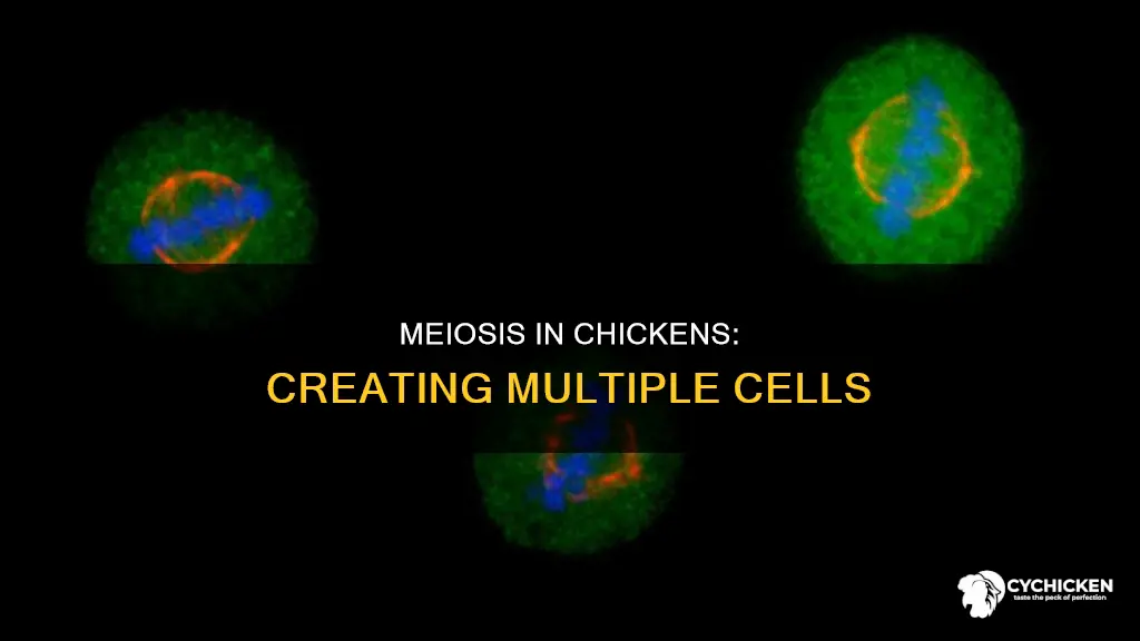 how many cells are created when a chicken undergoes meiosis