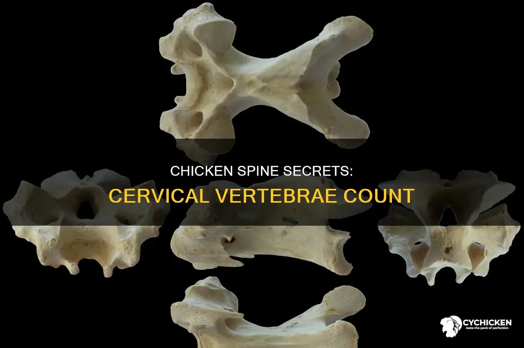how many cervical vertebrae does a chicken have
