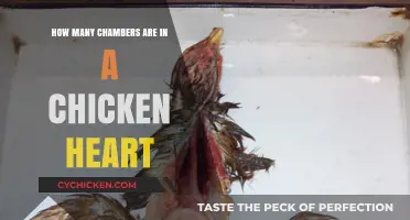 Chicken Heart Chambers: How Many and What's Their Function?