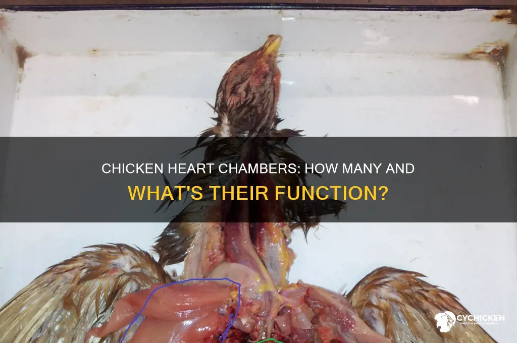 how many chambers are in a chicken heart