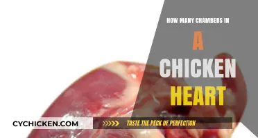 Exploring the Unique Structure of a Chicken's Heart Chambers