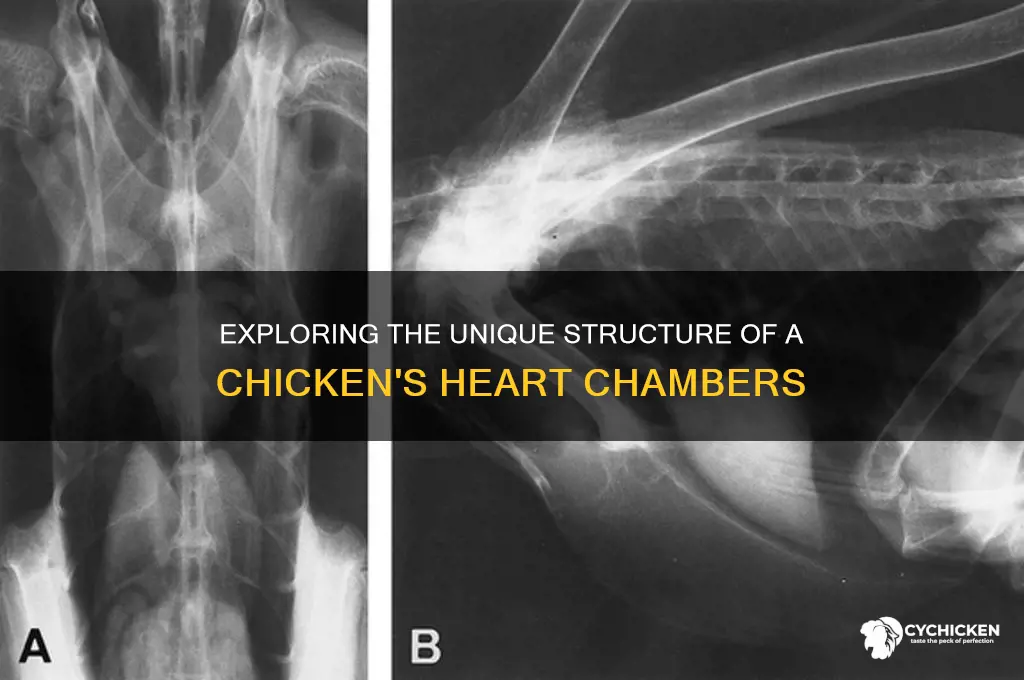 how many chambers in a chicken heart