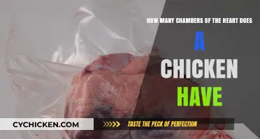 Exploring Chickens' Unique Heart Chambers