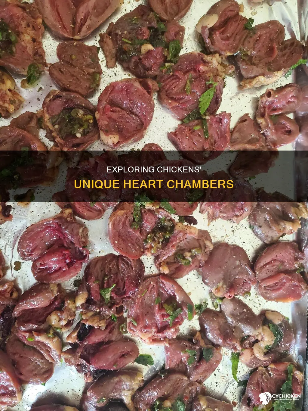 how many chambers of the heart does a chicken have