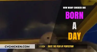 Daily Hatch: How Many Chickens Are Born Each Day?