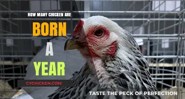 Annual Chicken Hatch: How Many Chicks Are Born Each Year?