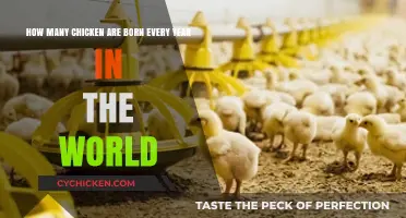 Chicken Population: How Many Are Born Annually Globally?